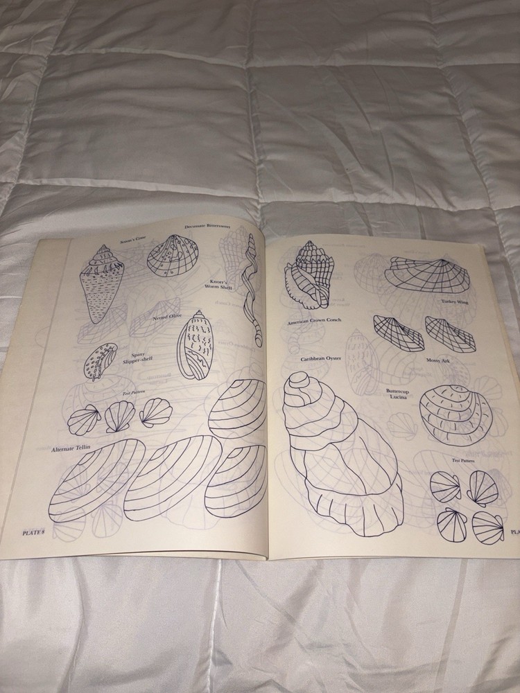 Seashells Iron-On Transfer Patterns–Barbara Christopher-Dover Needlework-Nautica