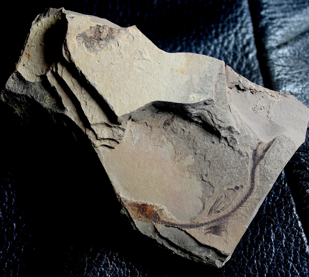 Salmoniformes - Rare Oligocene fossil fish