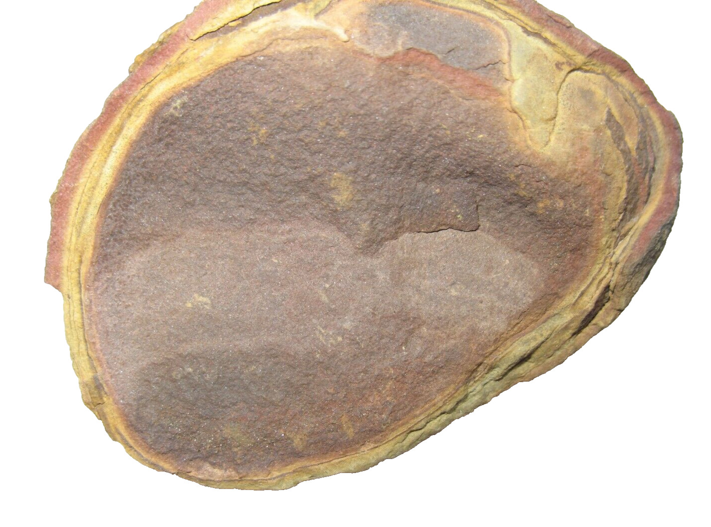 Pennsylvanian Carboniferous Mazon Creek fossil - Mazoglossus acorn worm #8