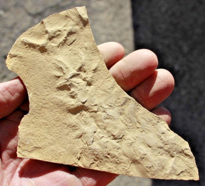 Three Positive Fossil Bird Tracks