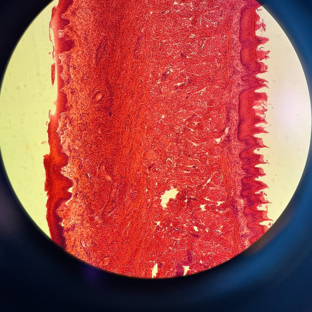 Nikon Eclipse TE200 Inverted Microscope Fluorescence Hoffman Constrast