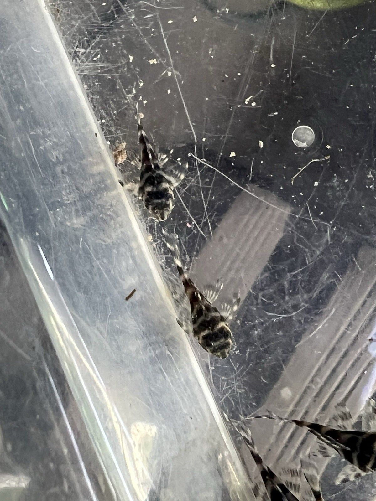 L333 Pleco Live 1-2 Inch King Tiger Pleco US Local Bred And Raised