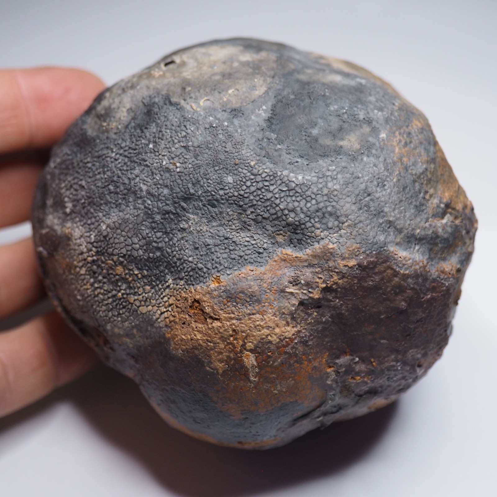 Large 1.8 kg Lobolith Scyphocrinites Crinoid Floating Devonian Fossil Morocco