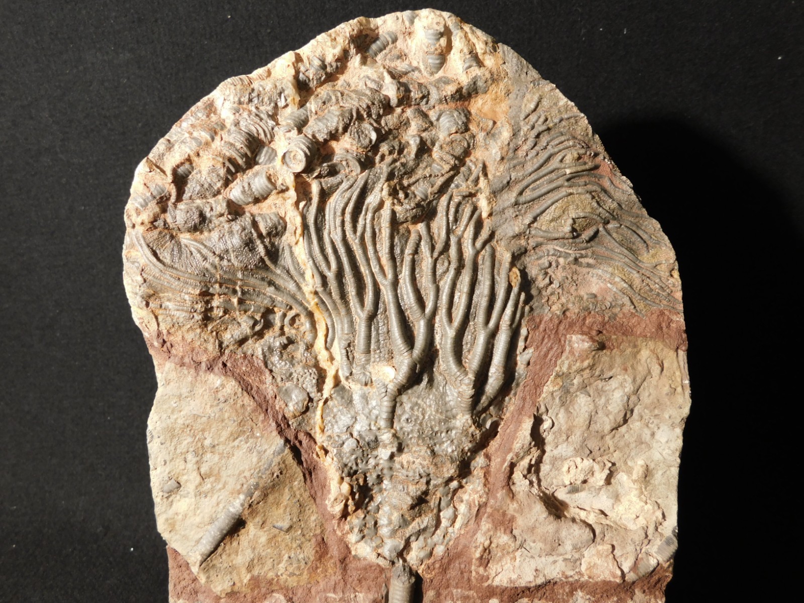 wOw! BIG! 430 Million Year Old! CRINOID Fossil or Sea LILY Fossil Morocco 1144gr