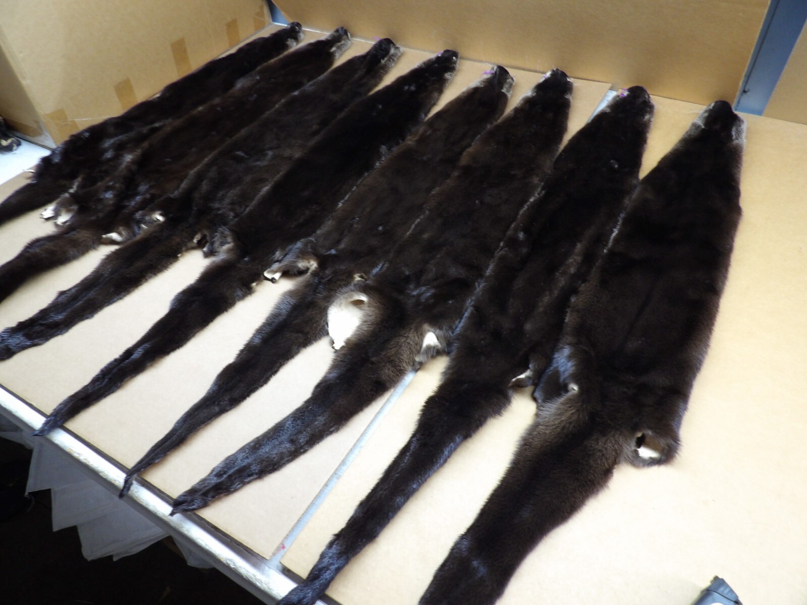 Tanned North American XXL Dark River Otter, Lontra canadensis, soft furs, pelts