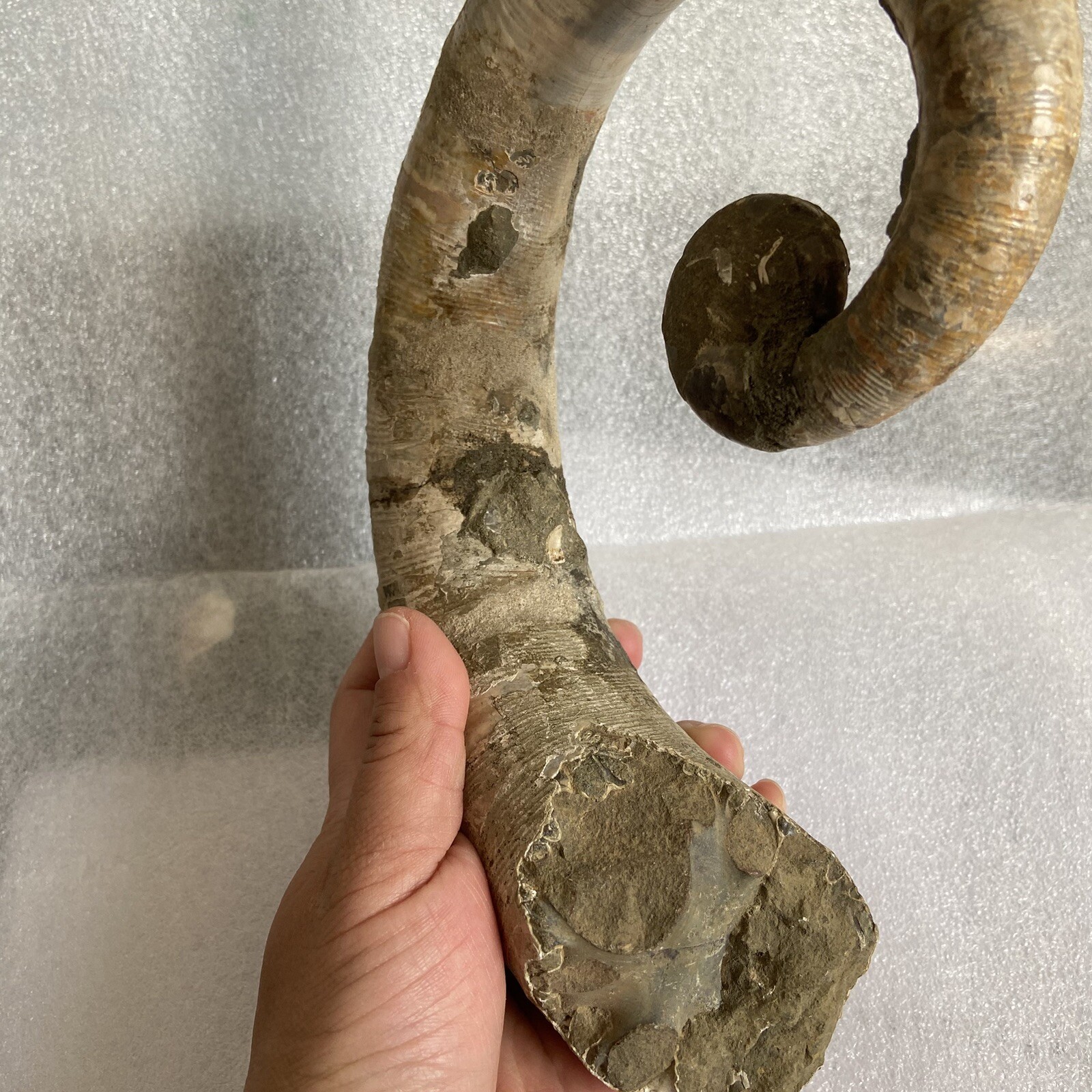 1242g215mm Big Repaired Ancyloceras Ammonite Fossil Sutures Crystal Display Mad