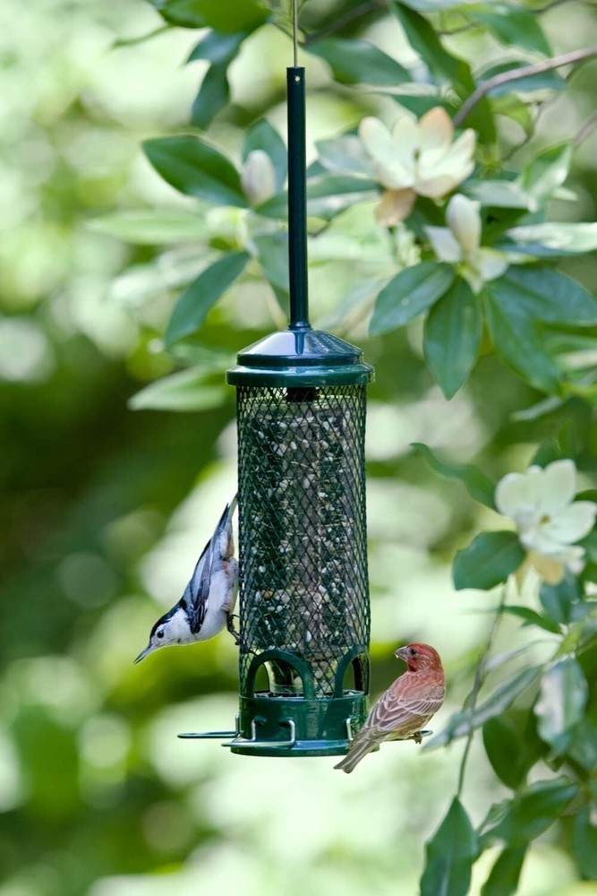 Brome Squirrel Buster Mini Bird Feeder, Squirrel Proof