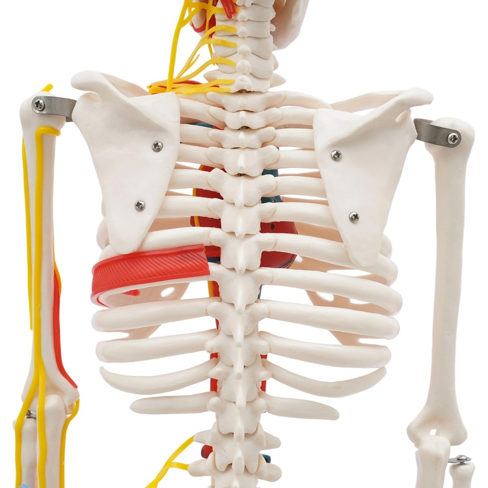 Human Skeleton Model 34" Half Life Size Skeleton Replica For Human Anatomy Study