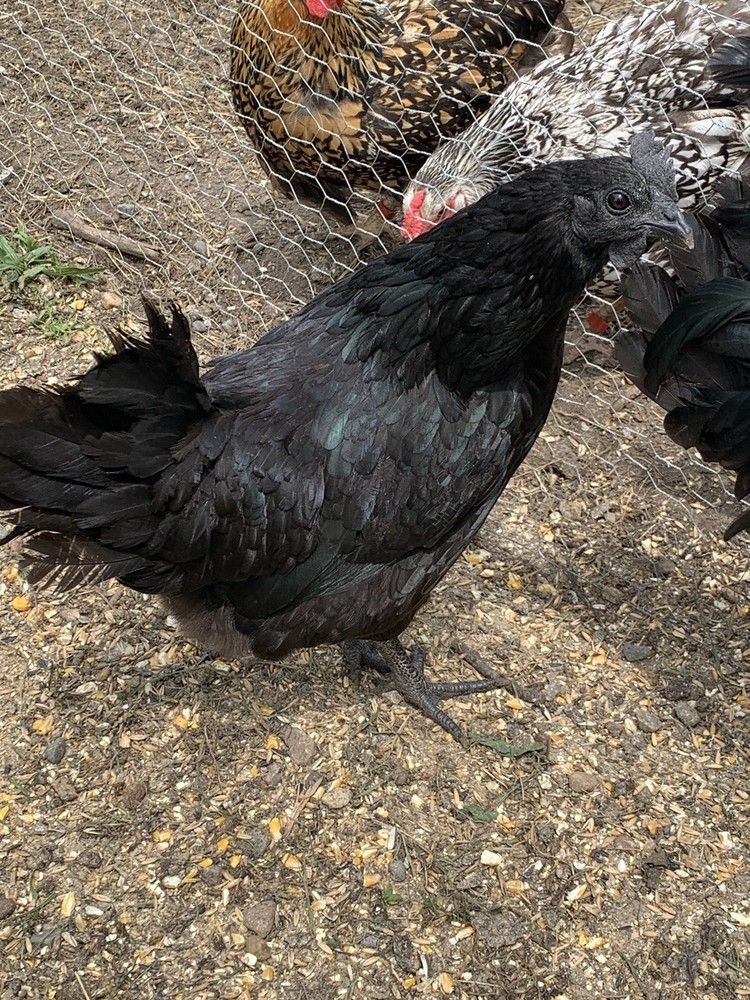 6 Ayam Cemani Hatching Eggs/ 6 Easter Egger Hatching Eggs