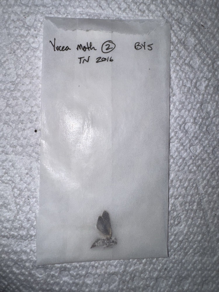 BY5 - Yucca Moth Specimen 2