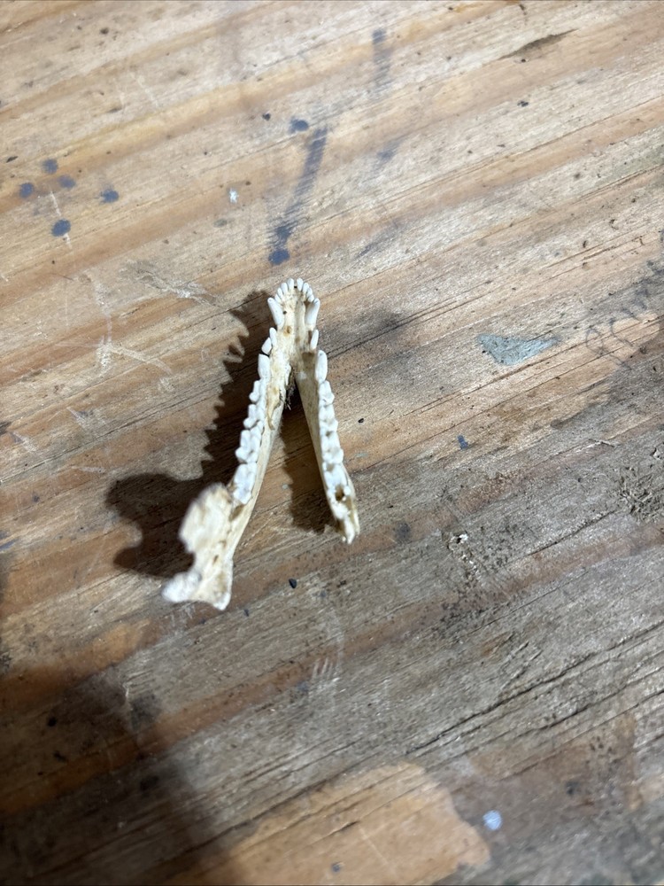 Opposum lower jaw bone
