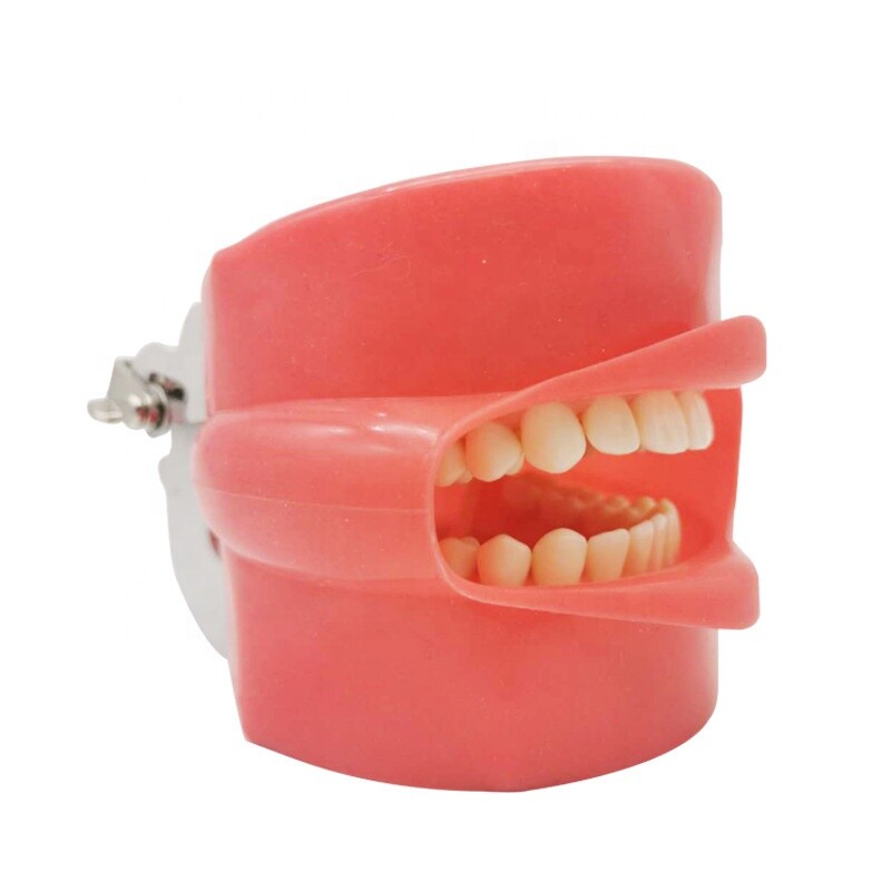Teeth Model Silicone Mask with 28pcs Screw Fixed Teeth for Phantom Head Model