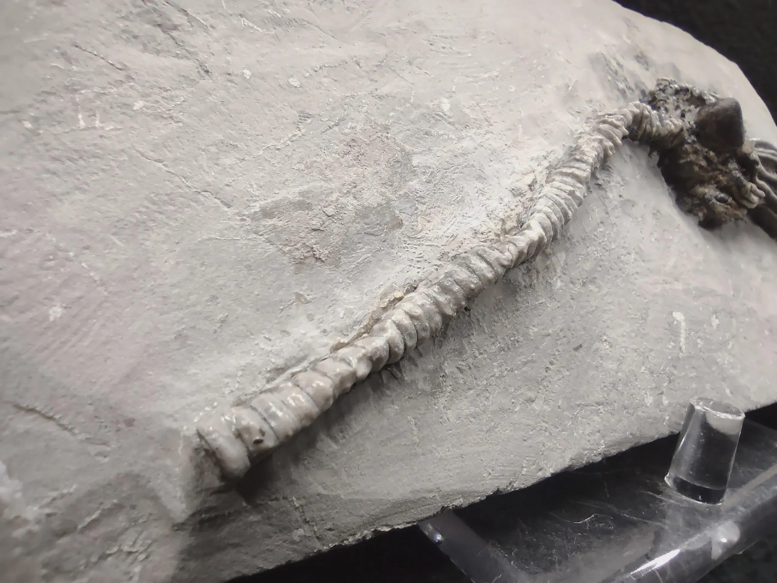 Gastropod on Fossil Crinoid, Crawfordsville, IN