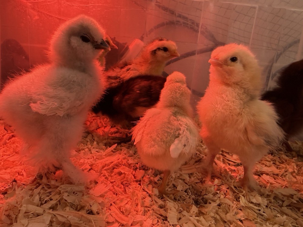 SURPRISE Mixed Chicken, Duck, Goose hatching eggs