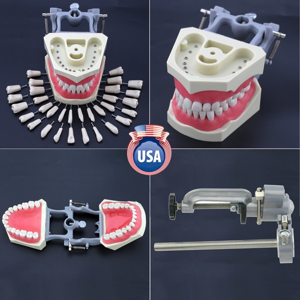 Columbia Dentoform 860 Dental Typodont Model 32pcs Removable Teeth Mounting Pole
