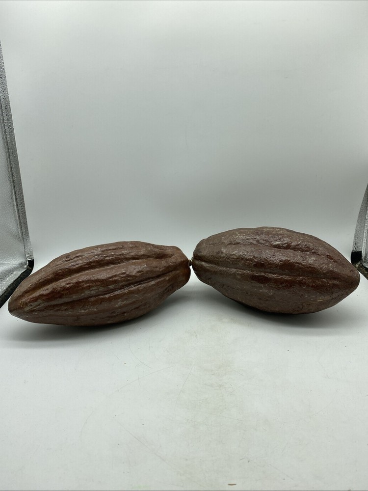 Authentic Cacao Shells From A Senior Hershey Executives Office/Collection 13