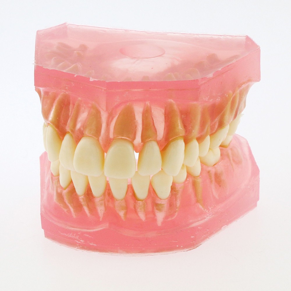 Dental Standard TYPODONT Orthodontic Teeth Model with 28 Removeable Teeth