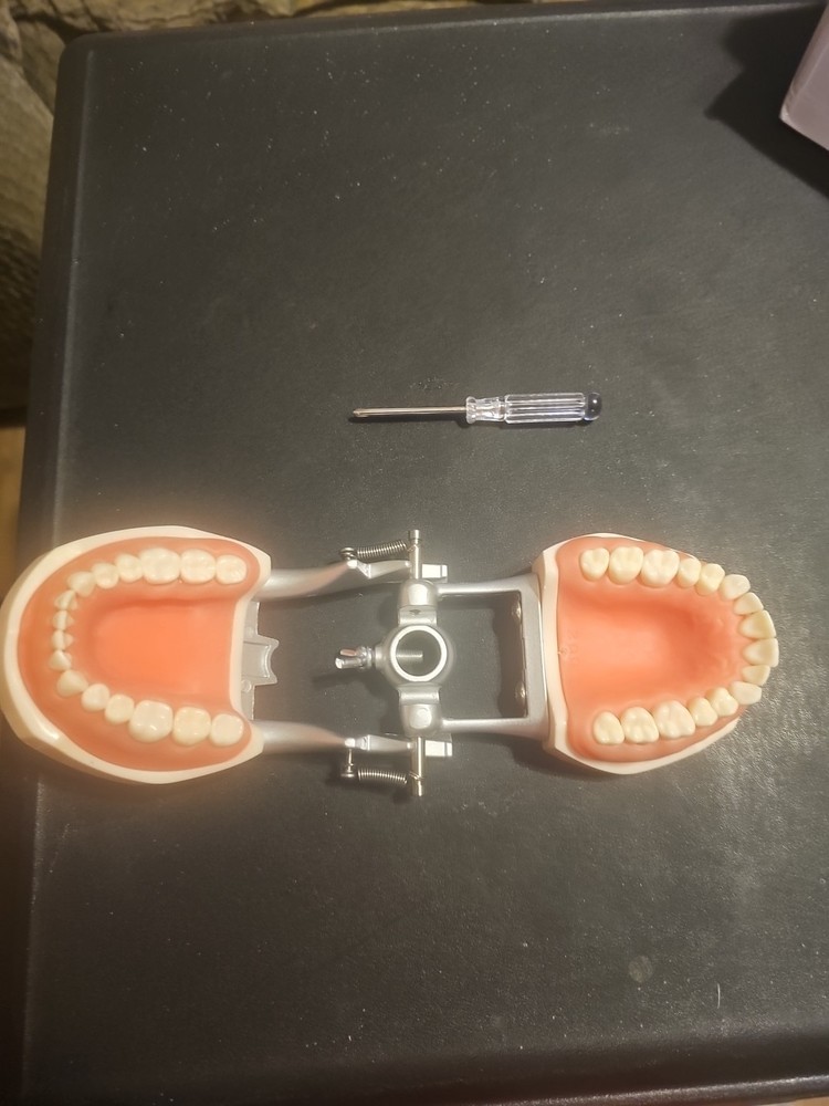 Dental Typodont Model 32pcs With Removable Teeth