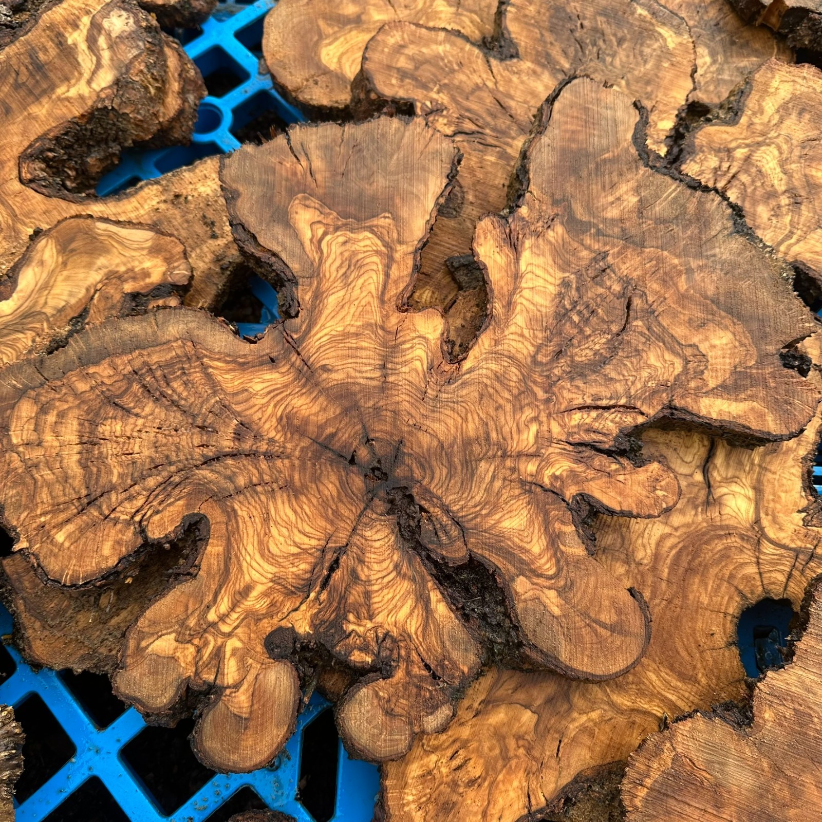 Set of 5 Olive Wood Live Edge Burl Cookies for Resin Projects, Wood Art