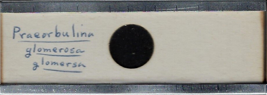 Foraminifera Praeorbulina glomerosa Microfossil Microscope Slide