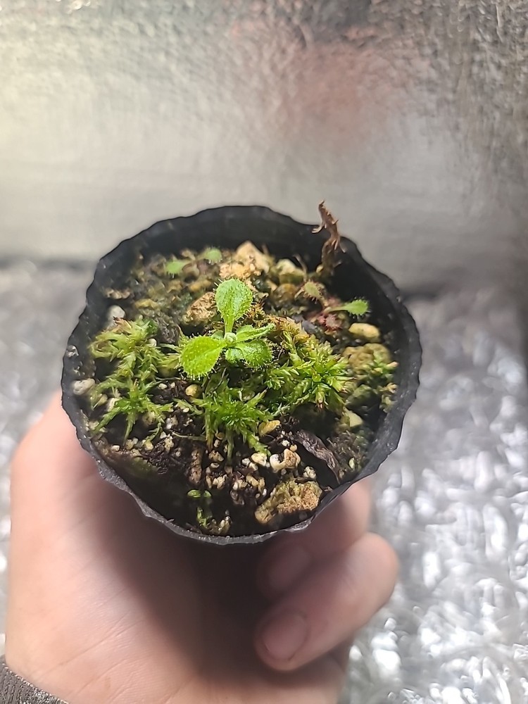 drosera adelae