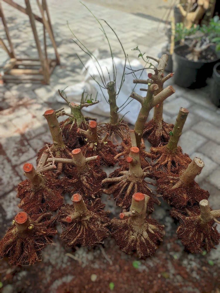 Bonsai Premna microphilla bonsai starte root progam