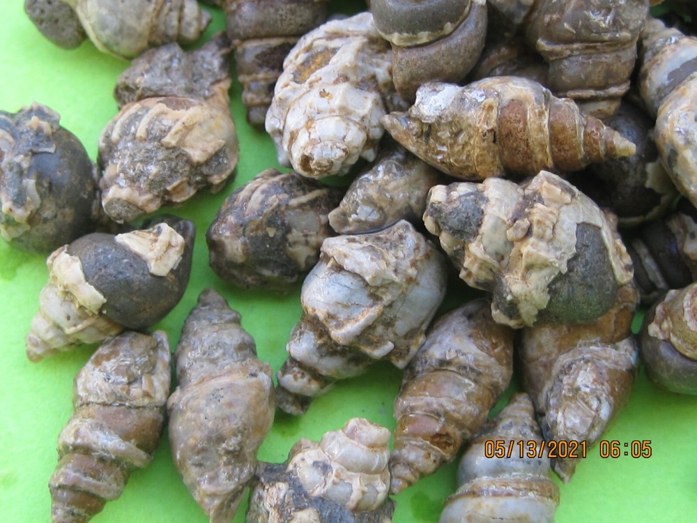 500 FOSSILS WHOLESALE