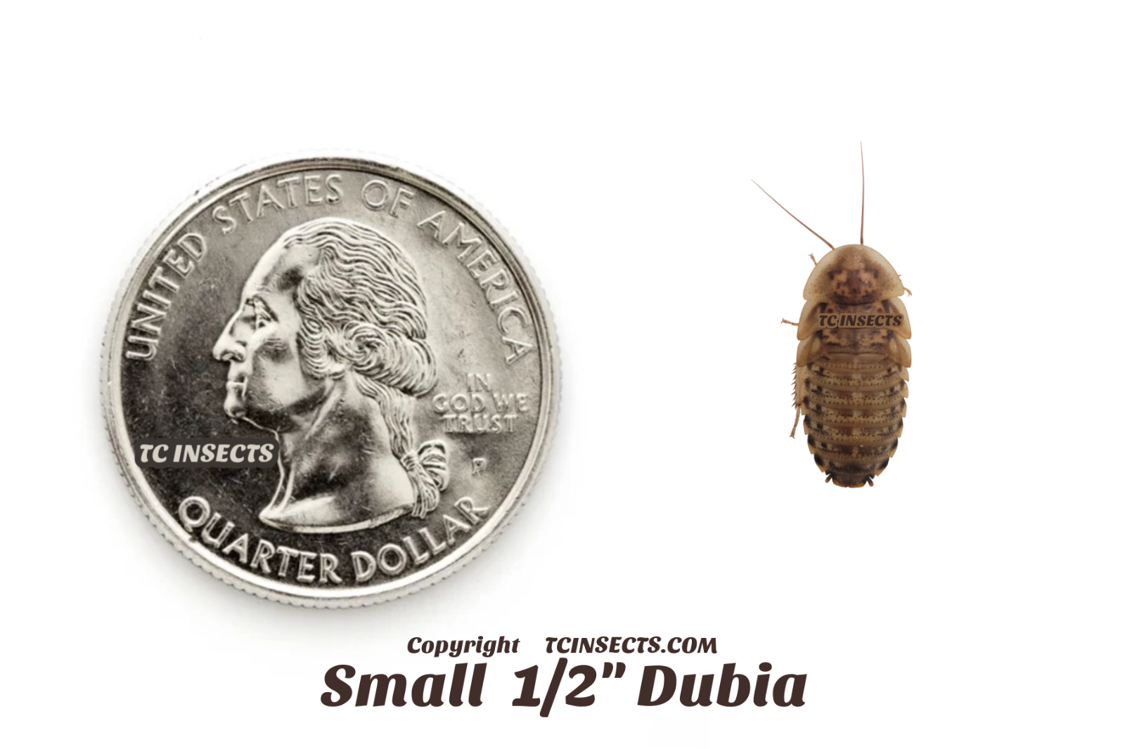 Dubia Roaches | Small, Medium, Large | Live Arrival & FREE SHIPPING NATIONWIDE!