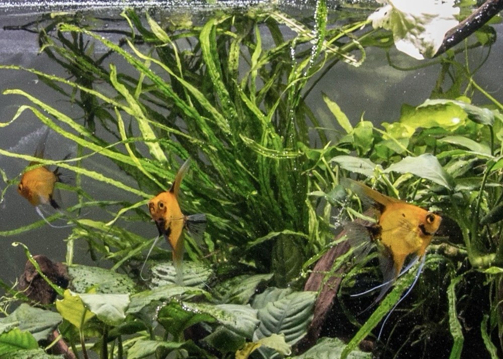 Buy 2 Get 1 Free - Java Fern Microsorum pteropus “Narrow Leaf”