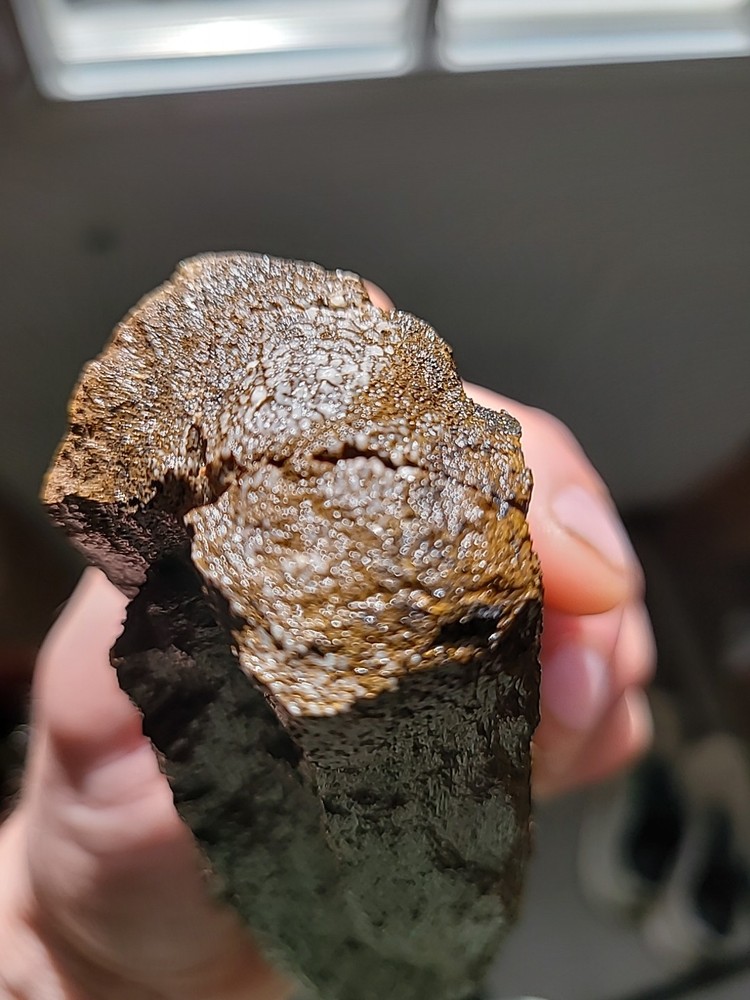 Wyoming Gembone Fossil Section – Strong Cell Pattern – Collector / Lapidary