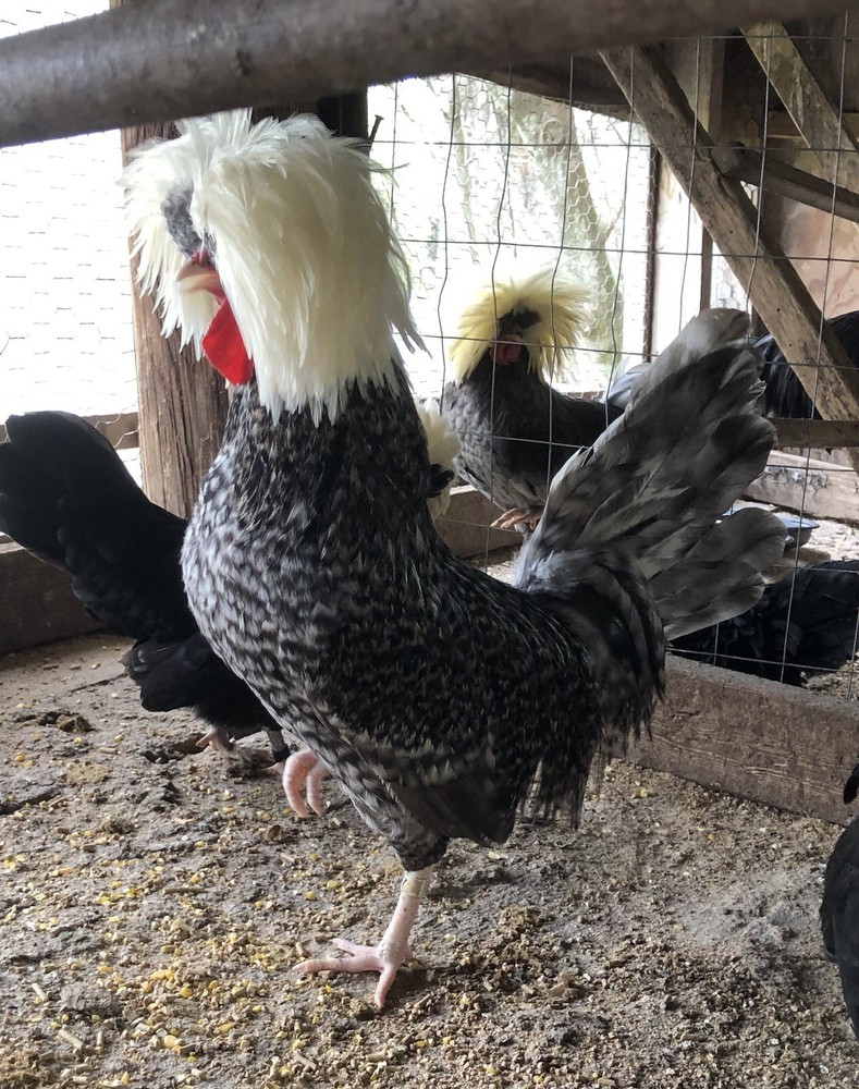 polish frizzle hatching eggs 15+ NPIP