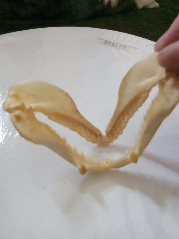 Lizard Sharp Teeth skeleton