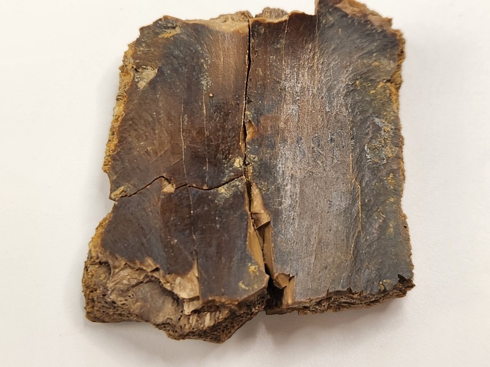 Turtle Shell Fossil - Judith River Fm. - Hill Co., MT