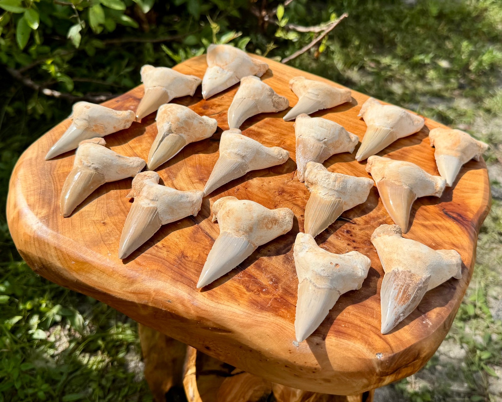 LARGE Shark Tooth Fossils, Natural Fossilized Shark Teeth - Choose Size & Amount