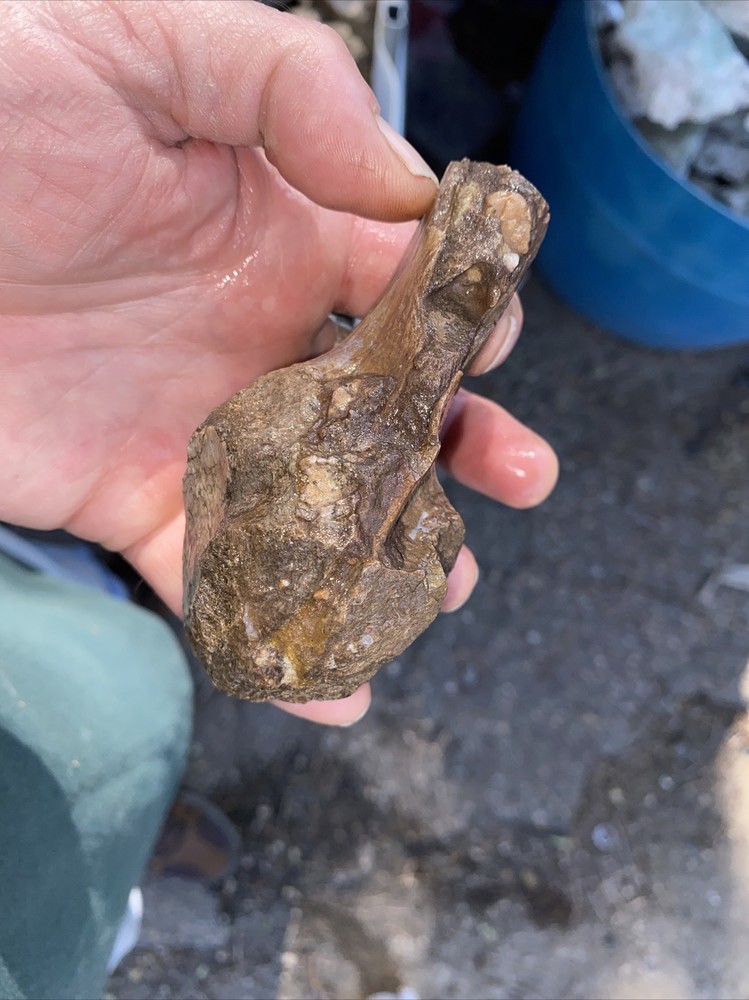 Structural dinosaur bone