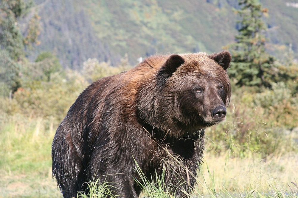 Brown Bear Taxidermy Reference Photo Cd
