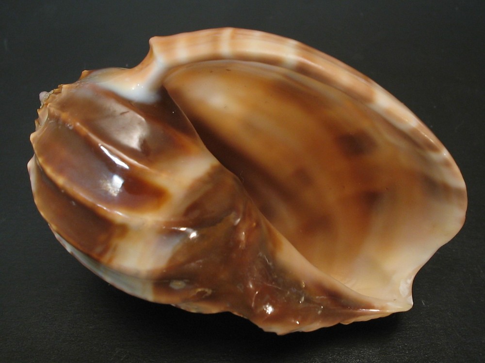 Super Pattern...HARPA MAJOR~73.2mm!!~Taiwan SEASHELL