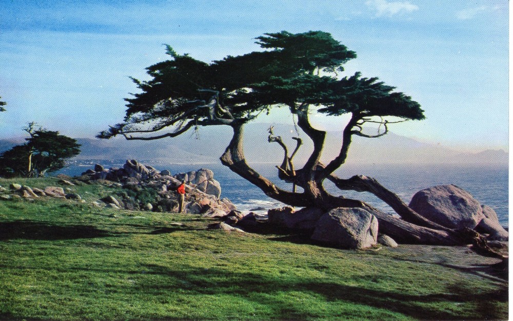 CYPRESS & SEA - PC6186