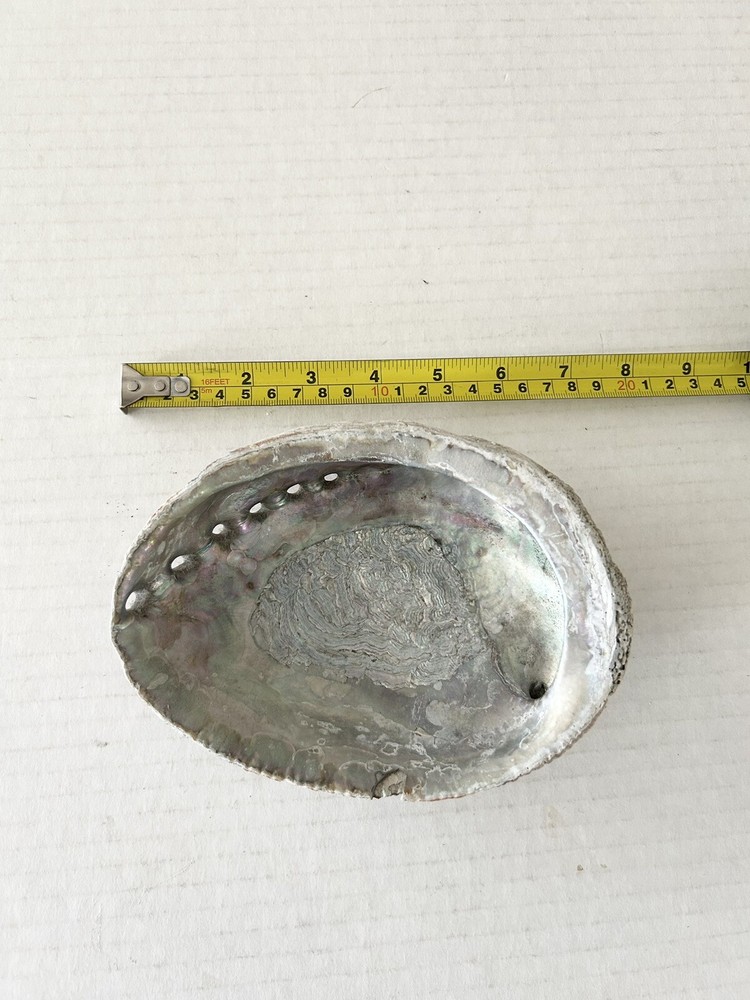 Large Natural Abalone Shell