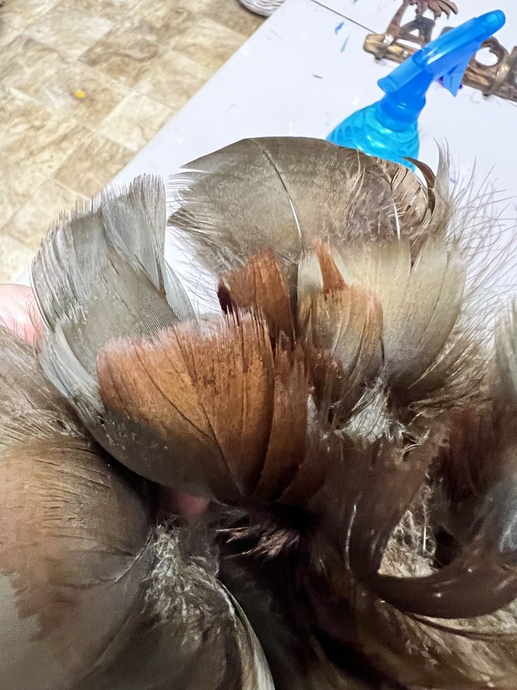 feathers for cowboy hats