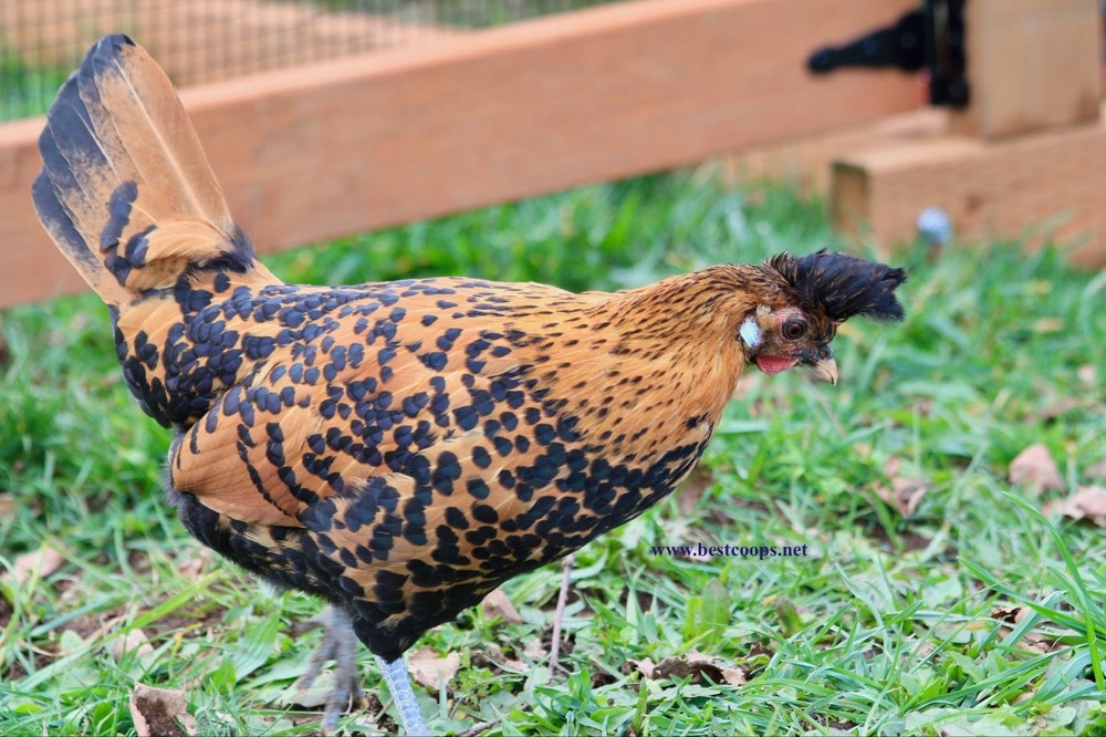 6+ Gold Appenzeller Chicken Hatching Eggs