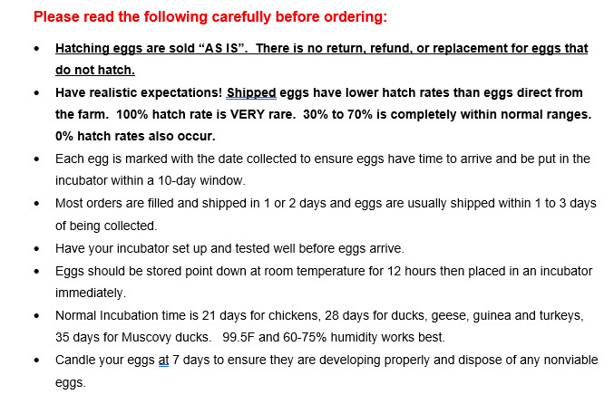 6 Golden Phoenix Chicken Hatching Eggs