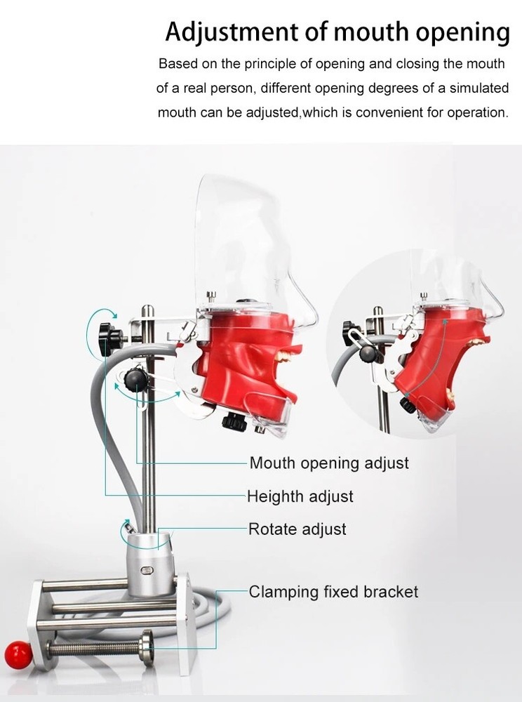 Desktop Mounted Dental Manikin Phantom Head Simulator Head Model for Training US