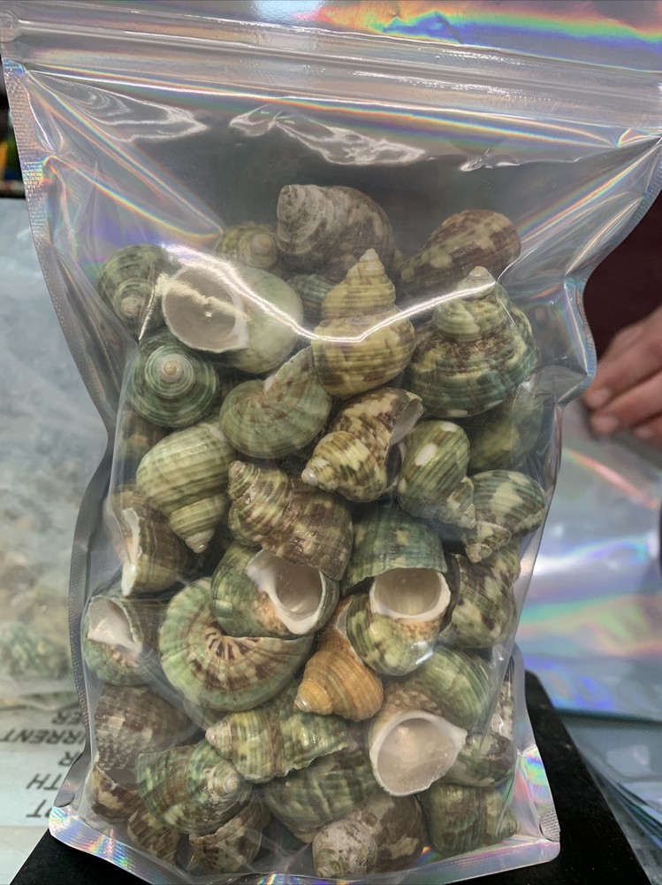 Aquarium Shell Decor