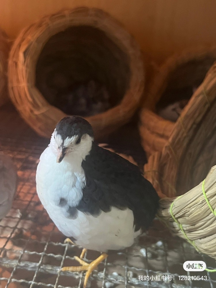 24 button quail hatching eggs
