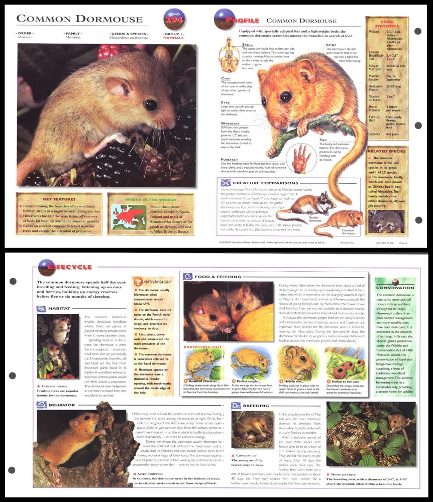 Fold-Out Sheet - Common Dormouse - 294