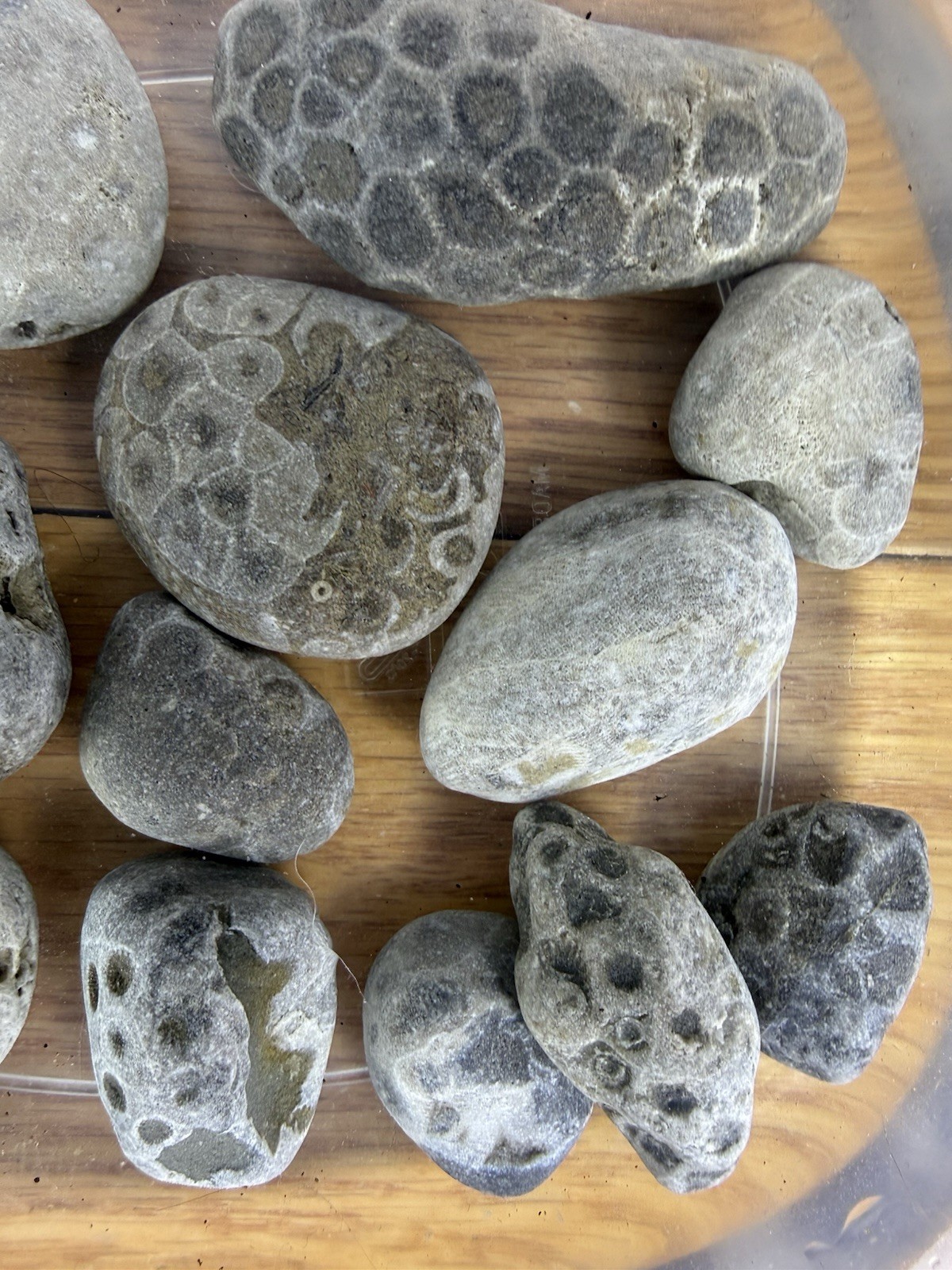 Lot 12 Petoskey Stones Unpolished 1 Lb Lake Michigan Coral Fossil Craft Jewelry