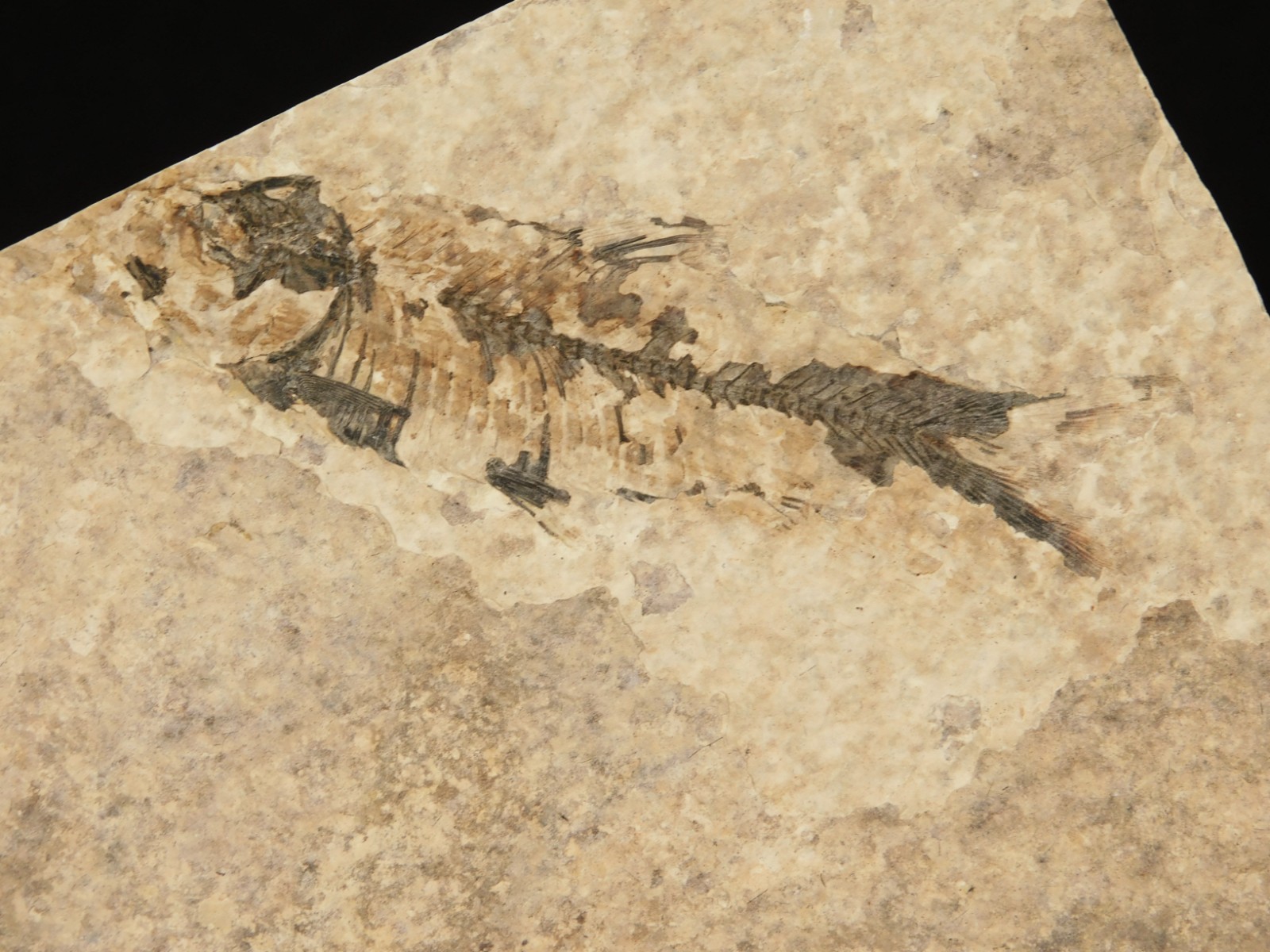 THREE! 50 Million Year Old Knightia FISH Fossils From Fossil LAKE Wyoming 355gr