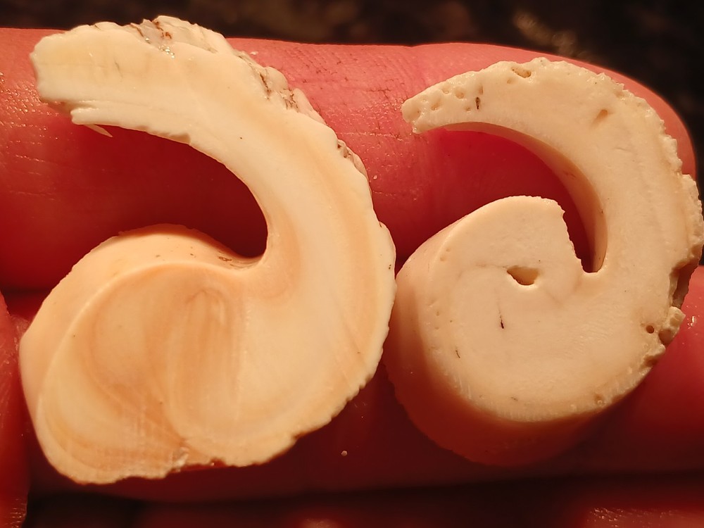 Shell Spiral Slices Lot