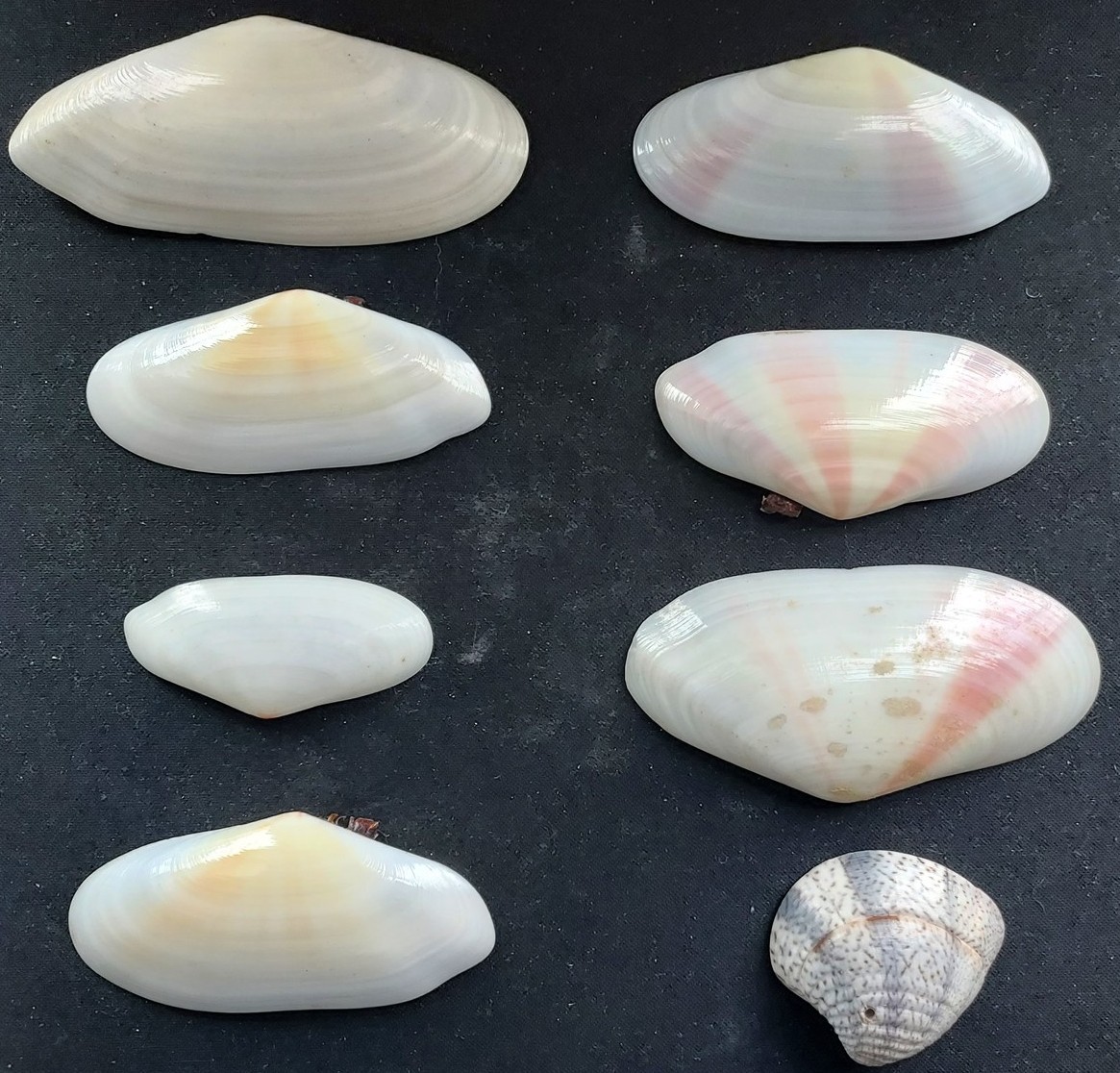 #LLL200 Lot of 8 all different beautiful clam shells, approx. 37-80mm